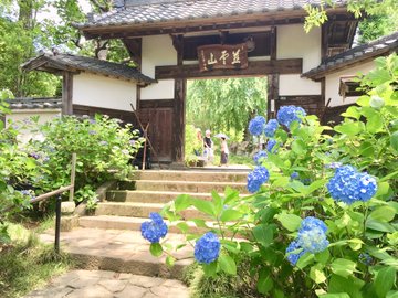 資福寺の紫陽花 あじさい 21 見頃は アクセスと駐車場についても 宮城 子連れおでかけログ