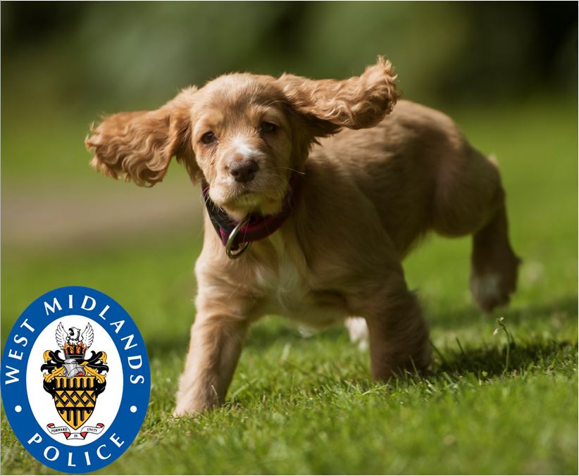 WMPolice's tweet image. Meet our newest recruit, a golden #CockerSpaniel named Liv who has recently started her pawsome adventure with @WMPDogs. The adorable puppy has been named after mental health campaigner Liv Pontin, who sadly passed away in May this year. More on this here: bit.ly/2XsAcys