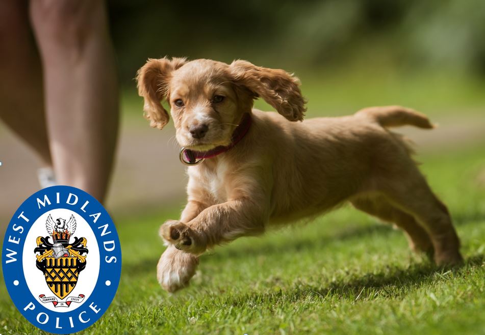 WMPolice's tweet image. Meet our newest recruit, a golden #CockerSpaniel named Liv who has recently started her pawsome adventure with @WMPDogs. The adorable puppy has been named after mental health campaigner Liv Pontin, who sadly passed away in May this year. More on this here: bit.ly/2XsAcys