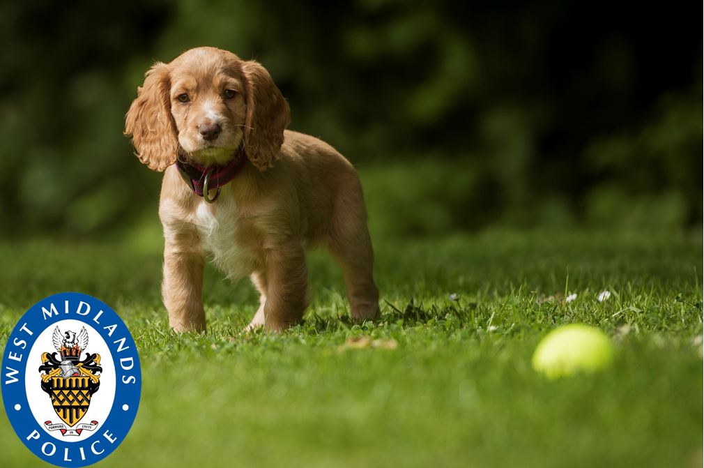 WMPolice's tweet image. Meet our newest recruit, a golden #CockerSpaniel named Liv who has recently started her pawsome adventure with @WMPDogs. The adorable puppy has been named after mental health campaigner Liv Pontin, who sadly passed away in May this year. More on this here: bit.ly/2XsAcys