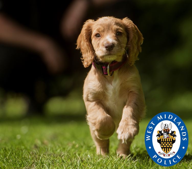 WMPolice's tweet image. Meet our newest recruit, a golden #CockerSpaniel named Liv who has recently started her pawsome adventure with @WMPDogs. The adorable puppy has been named after mental health campaigner Liv Pontin, who sadly passed away in May this year. More on this here: bit.ly/2XsAcys