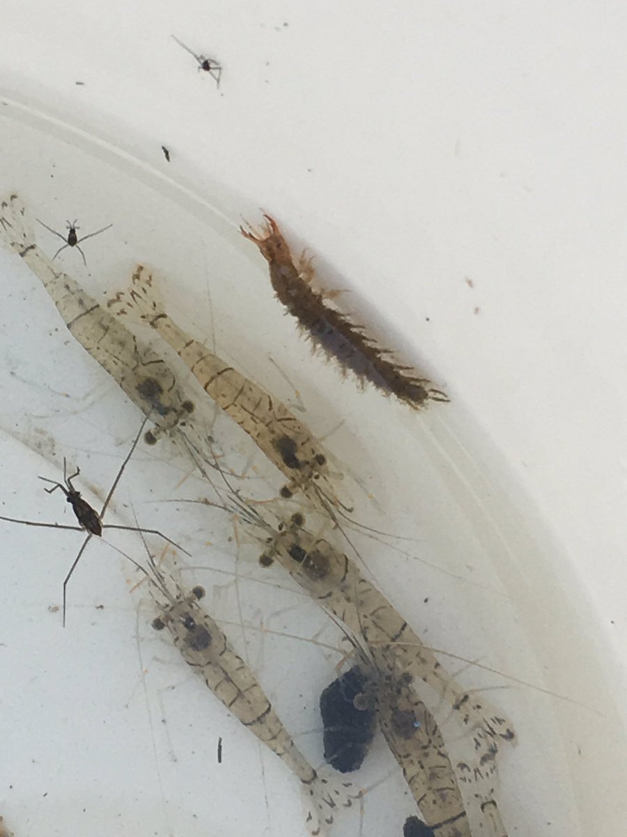 サイコ大根 水中生物 観察 本日は エビ が大量でした あと トビケラ の幼虫 多分