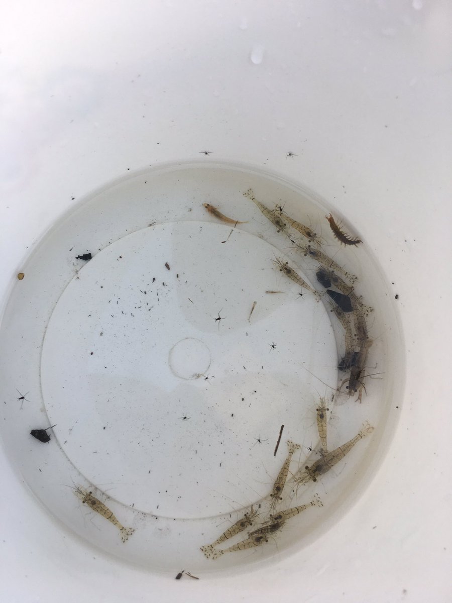 サイコ大根 水中生物 観察 本日は エビ が大量でした あと トビケラ の幼虫 多分