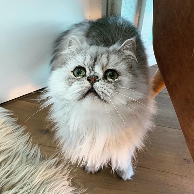 derpycatsandchn's tweet photo. Artemis likes the way of the 🐶 - he always wants to play with hoomans and stay next to hoomans. Sometimes he even plays fetch. When the hoomans actually play with Artemis, he will change to the way of the 🐈  and walk away. #artemisthecat #derpycatsandchin #persiancat #fluffy… https://t.co/vppr0kwjCR