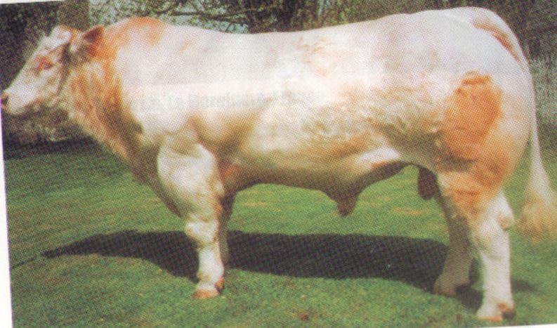 Prestige Beef (@beefprestige) on Twitter photo 7 of the top 10 most Influential Charolais Sires are ours! #IrelandGenetics #ProudToFarm #AgIE #Farm #Agriculture #CountryLife #Charolais
icbf.com/wp/?p=13575
<a href="/progressivegen/">Progressive Genetics</a> <a href="/MunsterBovine/">Munster Bovine</a>
<a href="/NCBCIreland/">NCBC</a> <a href="/irelandgenetics/">Ireland Genetics</a> 7 of the top 10 most Influential Charolais Sires are ours! #IrelandGenetics #ProudToFarm #AgIE #Farm #Agriculture #CountryLife #Charolais
icbf.com/wp/?p=13575
<a href="/progressivegen/">Progressive Genetics</a> <a href="/MunsterBovine/">Munster Bovine</a>
<a href="/NCBCIreland/">NCBC</a> <a href="/irelandgenetics/">Ireland Genetics</a>
