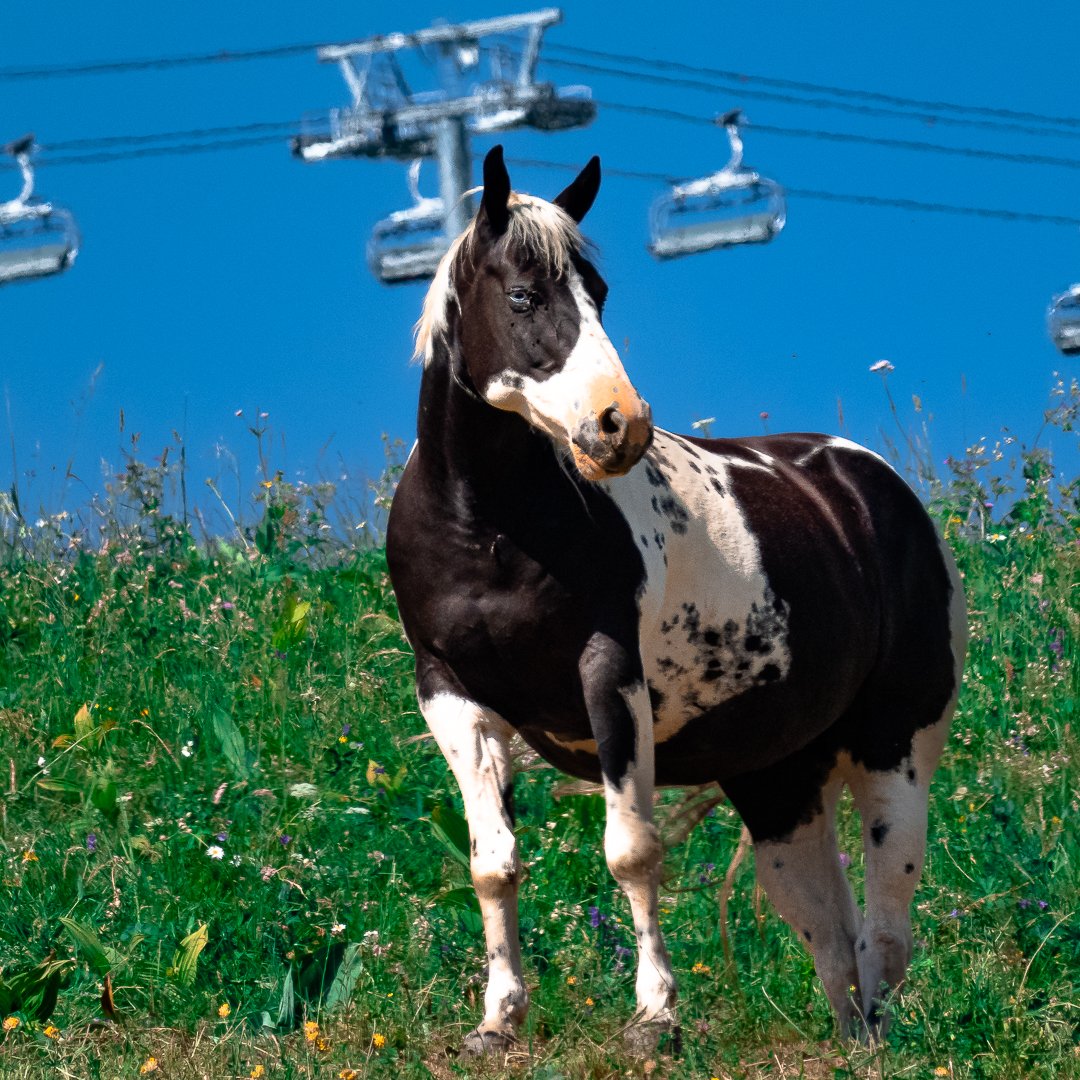 Êtes-vous plutôt "cheval" ou "remontée mécanique" ? 
Au Corbier, les deux vont bien ensemble.
@corbierofficiel <a href="/LesSybelles/">Les Sybelles</a> <a href="/mauriennisezvs/">#MauriennisezVous</a>