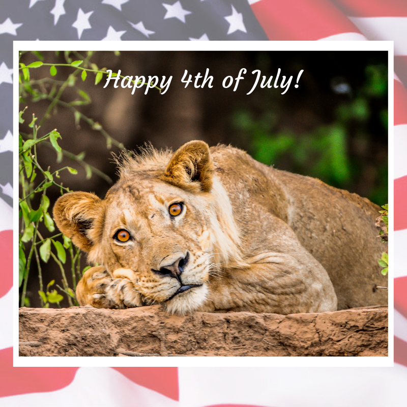 Wishing all of our valued partners and friends in the USA a wonderful 4th of July! We look forward to handcrafting many more unique journeys, perfectly suited to your clients for special, long-lasting memories. Your continued support and cooperation is always hugely appreciated.