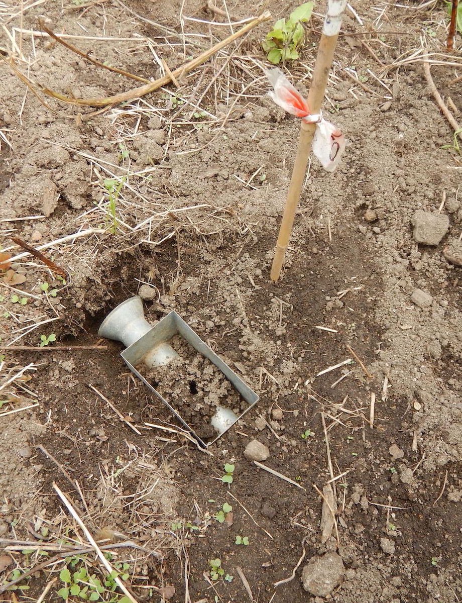 Small_Mammals's tweet photo. Back to #trapping #voles, if they don't outsmart us. Besides eating the bait and leaving the trap, some even manage to completely fill it with soil making it useless! Smart!! 😀
@CESAM_Univ @FC_UL #Microtus #fossorial #SMaLL https://t.co/kzggMA8jki
