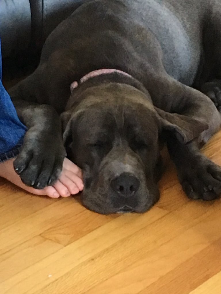 Tre_OB's tweet photo. @Bigmaxmastiff I love the paws! The #Mastiff is such a great dog. #lovedogs #CaneCorso #DroolRules https://t.co/1K3S3bfedC