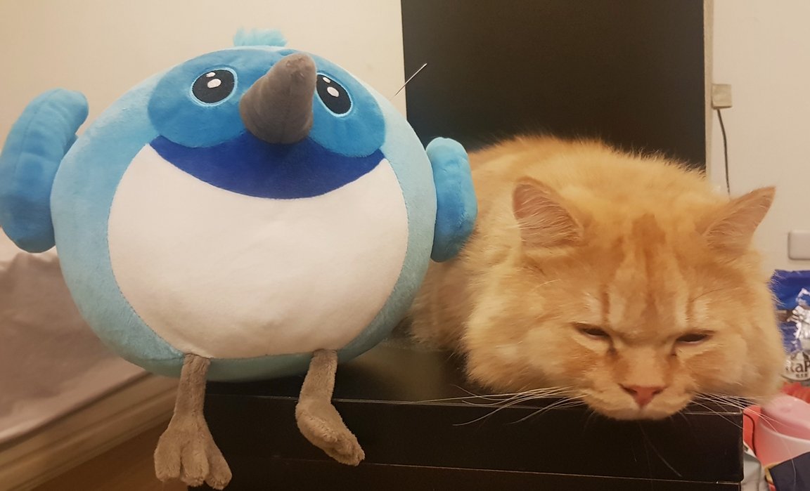 ChloeH1018's tweet image. Thank for @joaniehuang bring me #dash from #flutterTeam. Thank you #flutterteam 
Dash is so so cute and now my cat yo-yo has a new friend. 
Love #Flutter 😍😍😍