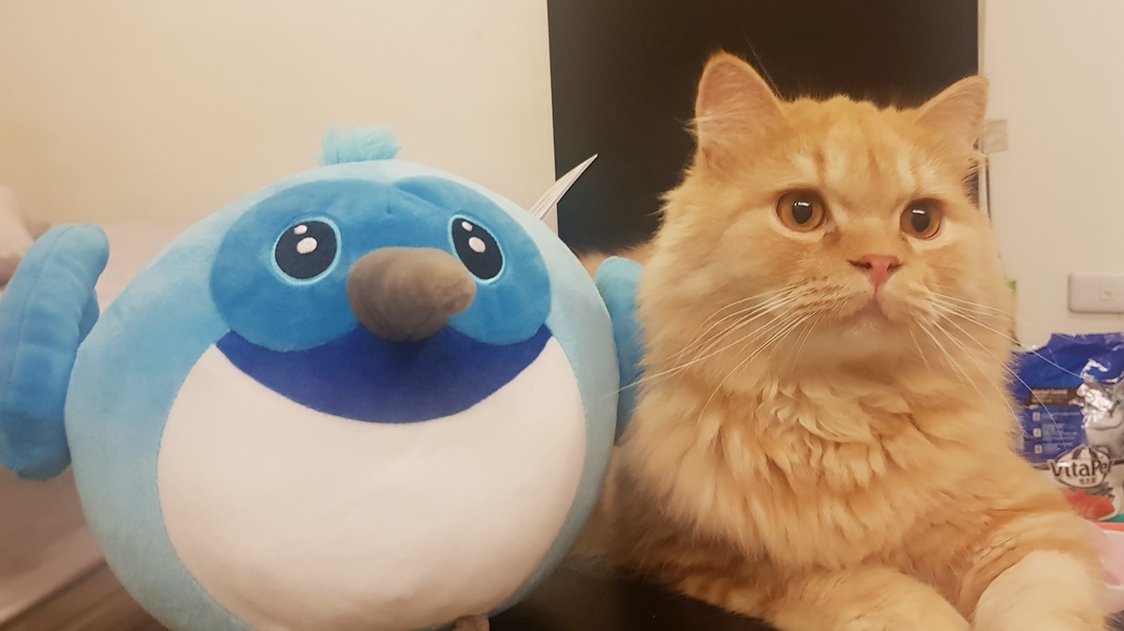ChloeH1018's tweet image. Thank for @joaniehuang bring me #dash from #flutterTeam. Thank you #flutterteam 
Dash is so so cute and now my cat yo-yo has a new friend. 
Love #Flutter 😍😍😍