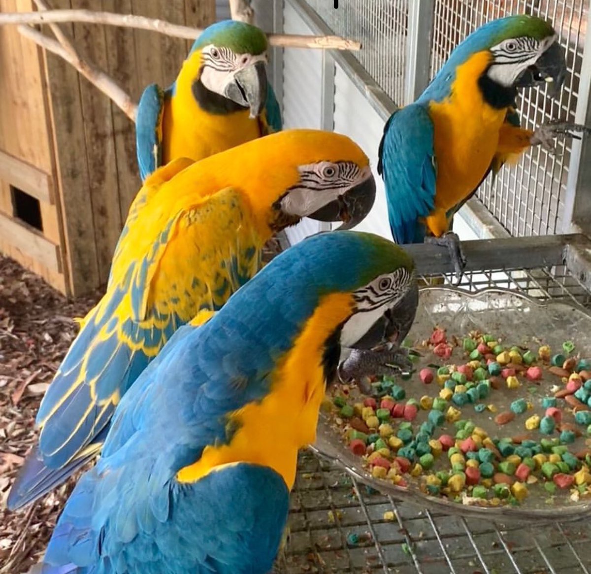 botanbirdsfarm.com/product/blue-g…