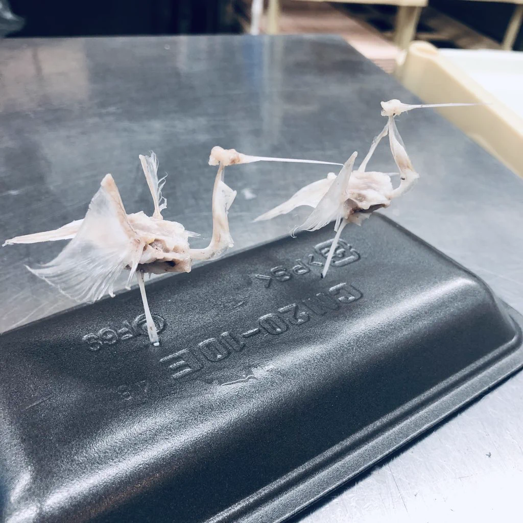 まさに芸術ｗｗｗ太刀魚の骨だけで鶴？！