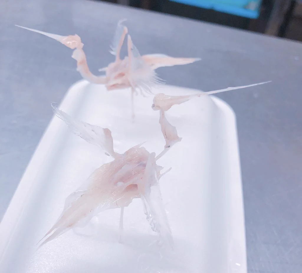 まさに芸術ｗｗｗ太刀魚の骨だけで鶴？！