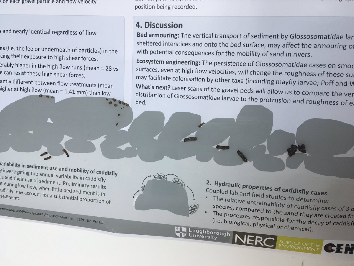 VadherAtish's tweet photo. Neat poster by @RiccoMason about the movement of sediment by cased-caddisfly larvae. It even has real cases attached! #SEFS11 #SEFS2019 https://t.co/Miwv8Tx228