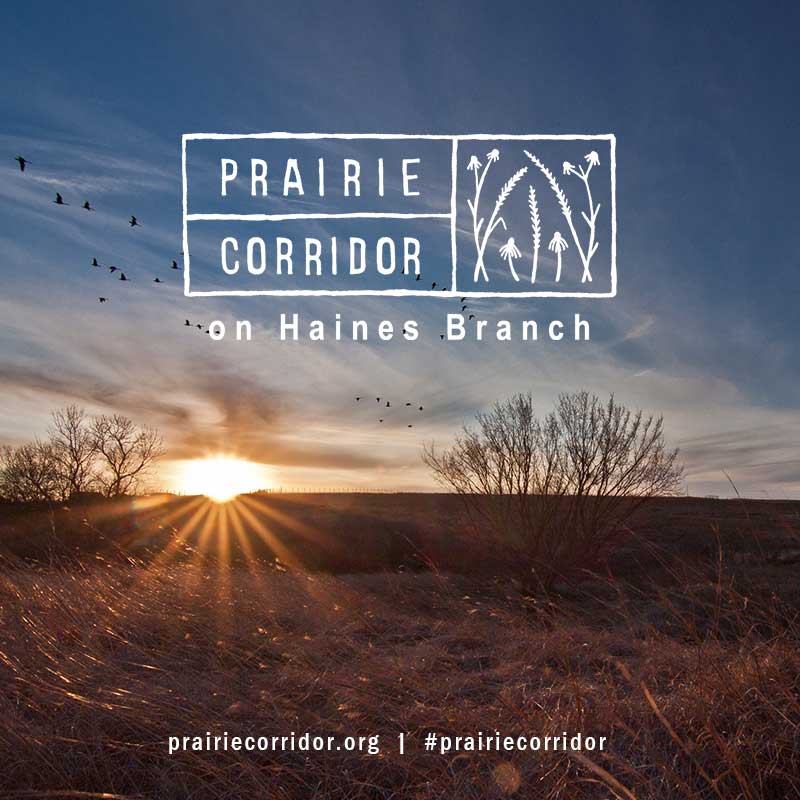 PrairieCorridr's tweet photo. "From the mountains, to the prairies..." #Happy4thOfJuly from the Prairie Corridor on Haines Branch! We are so happy to help preserve a small part of what makes this such a beautiful country! (Photo creds to Adrian Olivera) #PrairieCorridor #USA #LNK https://t.co/sOvVWLsFUN