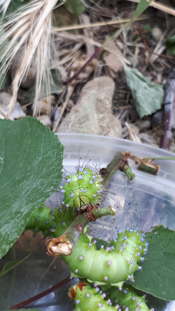 Non moins remarquable est la chenille, d'un jaune indécis. Au sommet de tubercules clairsemés et couronnés d'une palissade de cils noirs, elle enchâsse des perles d'un bleu turquoise.(sérieVIIchapitre23)
Souvenirs entomologiques #Papillon #biodiversity #nature