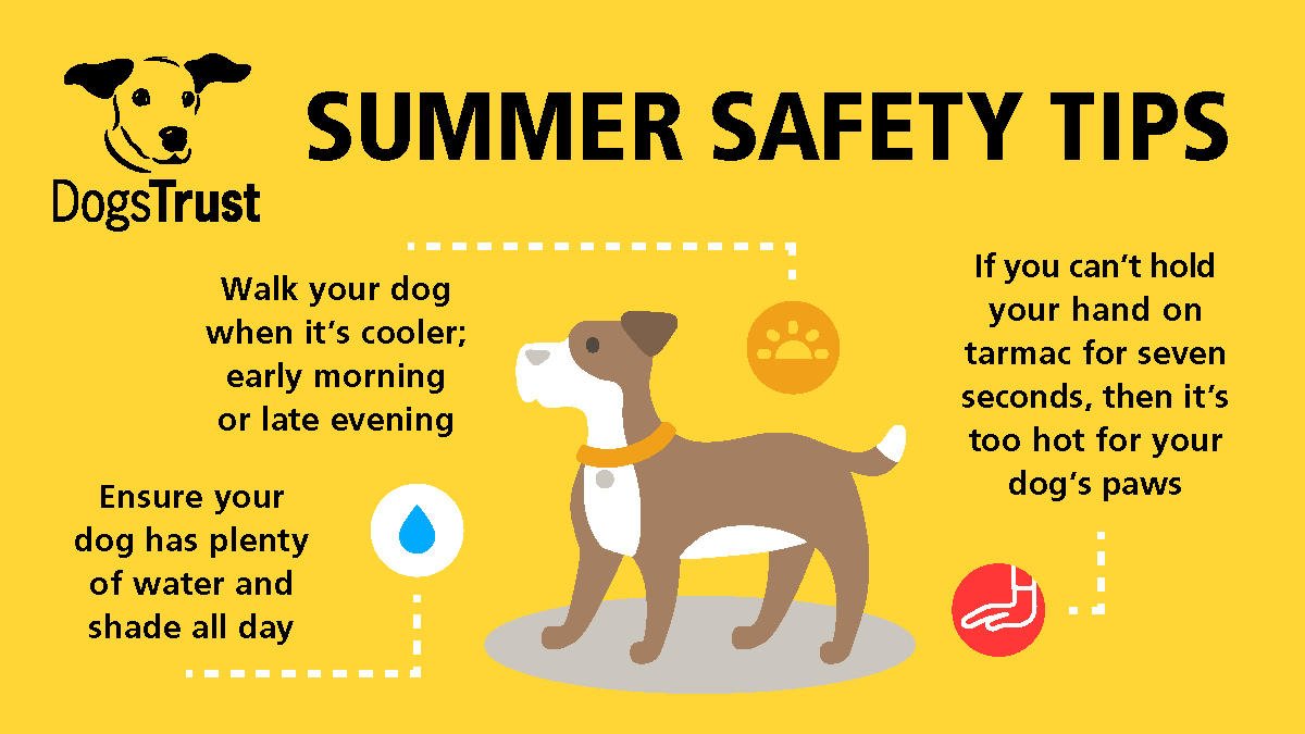 What Temperature Is Too Hot To Take A Dog For A Walk