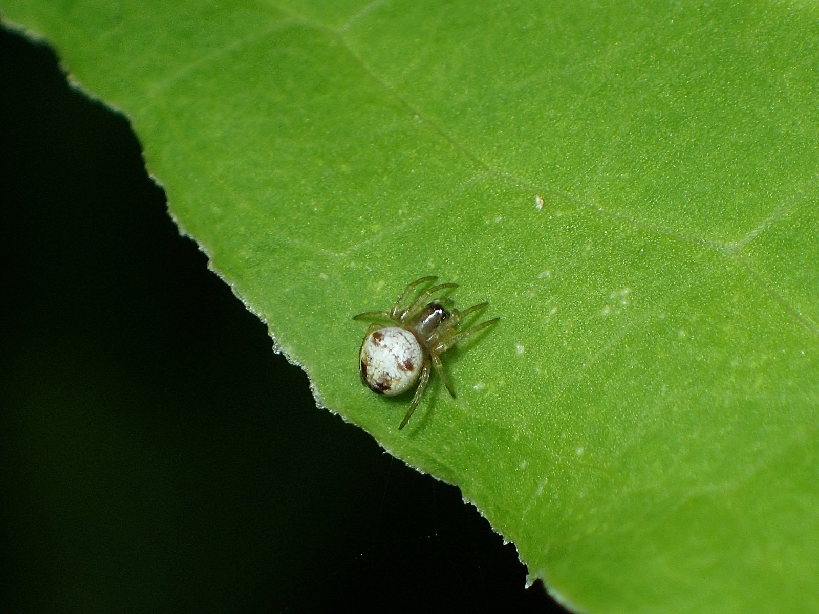 さいとー Sur Twitter 小さい蜘蛛 未同定 誰でしょう 教えて虫の人