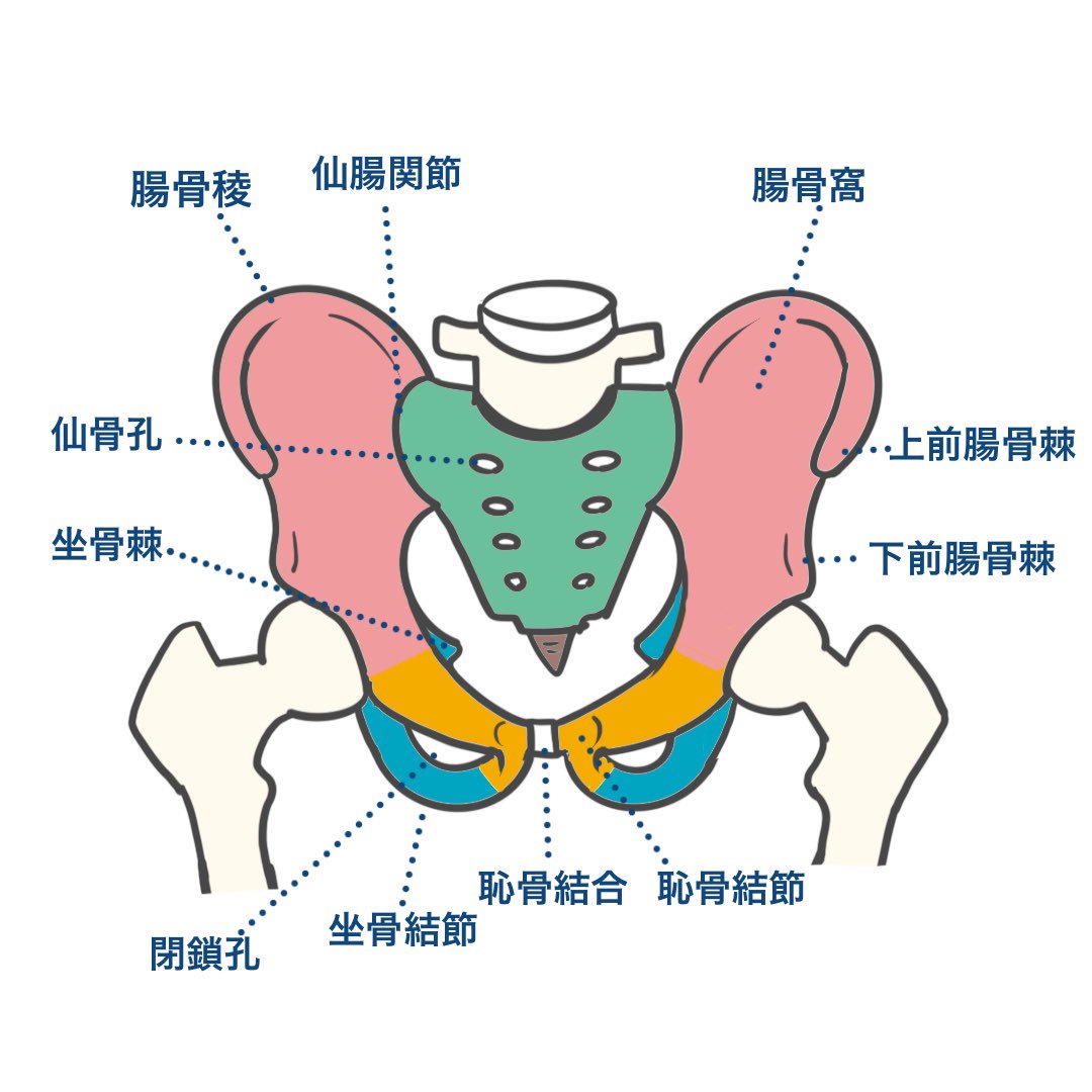 ゴロ 解剖生理イラスト Twitterissa イラストで分かる 骨盤の構造 腸骨と坐骨と恥骨の区別がつかない人へ 覚えておいた方が良い用語まとめ