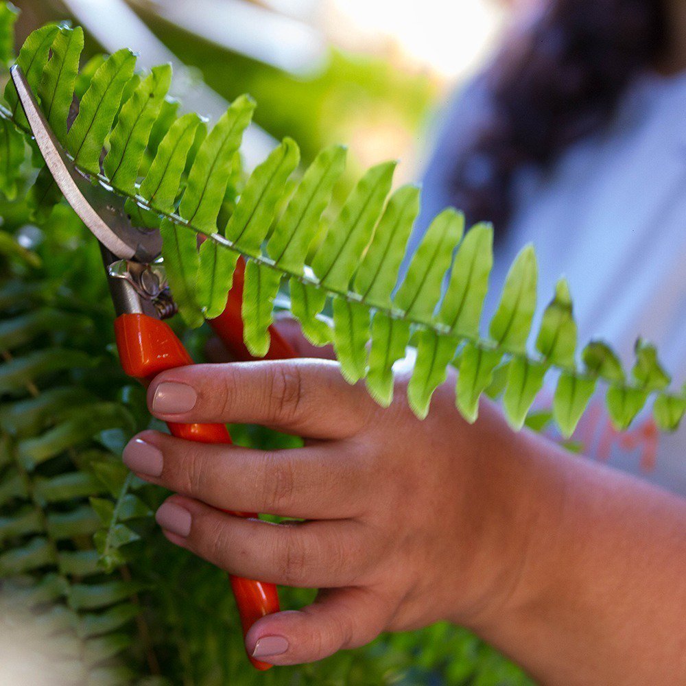 JardimdasIdeias's tweet photo. Já conhece a linha de ferramentas manuais STIHL para as atividades de jardinagem? São serrotes e tesouras de poda ideais para facilitar o seu trabalho ;)
#stilh #jardinagem #poda https://t.co/MeMwA0WHaN
