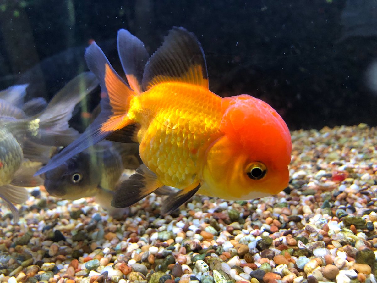 タイガーオランダ