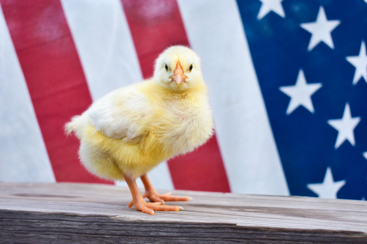 Happy 4th of July from our All-American Chick! 🇺🇸 🐣
.
.
#ebchickenfood #4th #IndependenceDay #redwhiteandblue #starspangled #july #usa 
#america #fireworks #allamerican #starsandstripes #hens #backyardchickens #chickenfood #feed #farm #farmlife