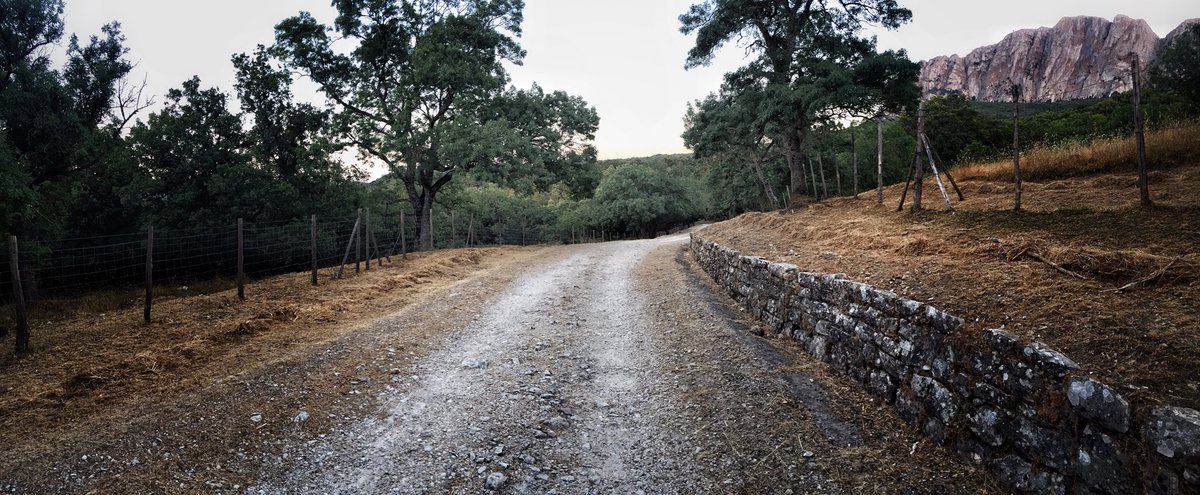 PuroVicini's tweet photo. La Ficuzza, la Strada e la Busambra alla mia destra. Luogo perfetto per iniziare un nuovo cammino.. #ficuzza #Sicilia #Sicily #photography https://t.co/VtuYzlMMFd