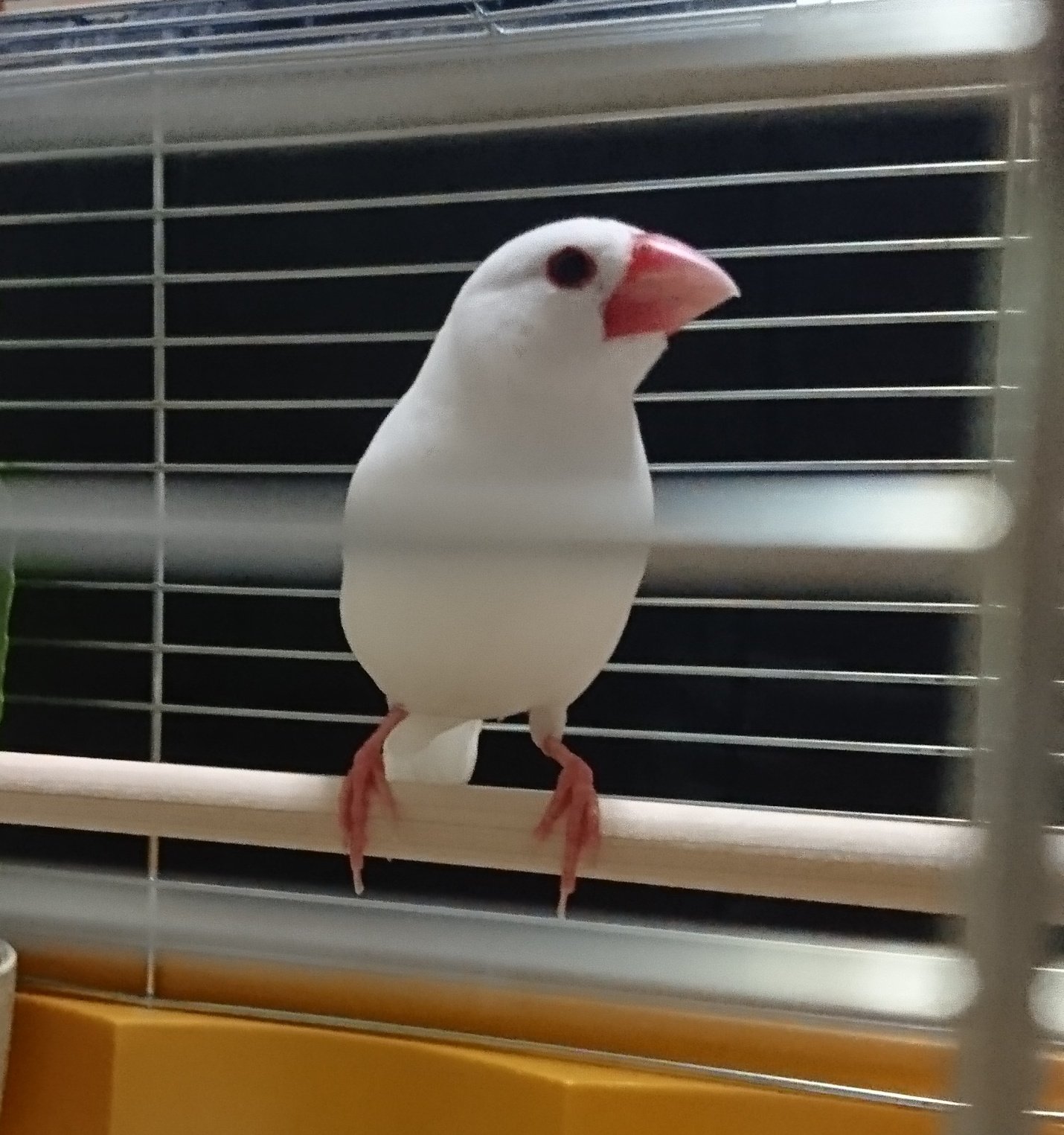 白文鳥を保護しています Tfaobaxea7vbvwh Twitter
