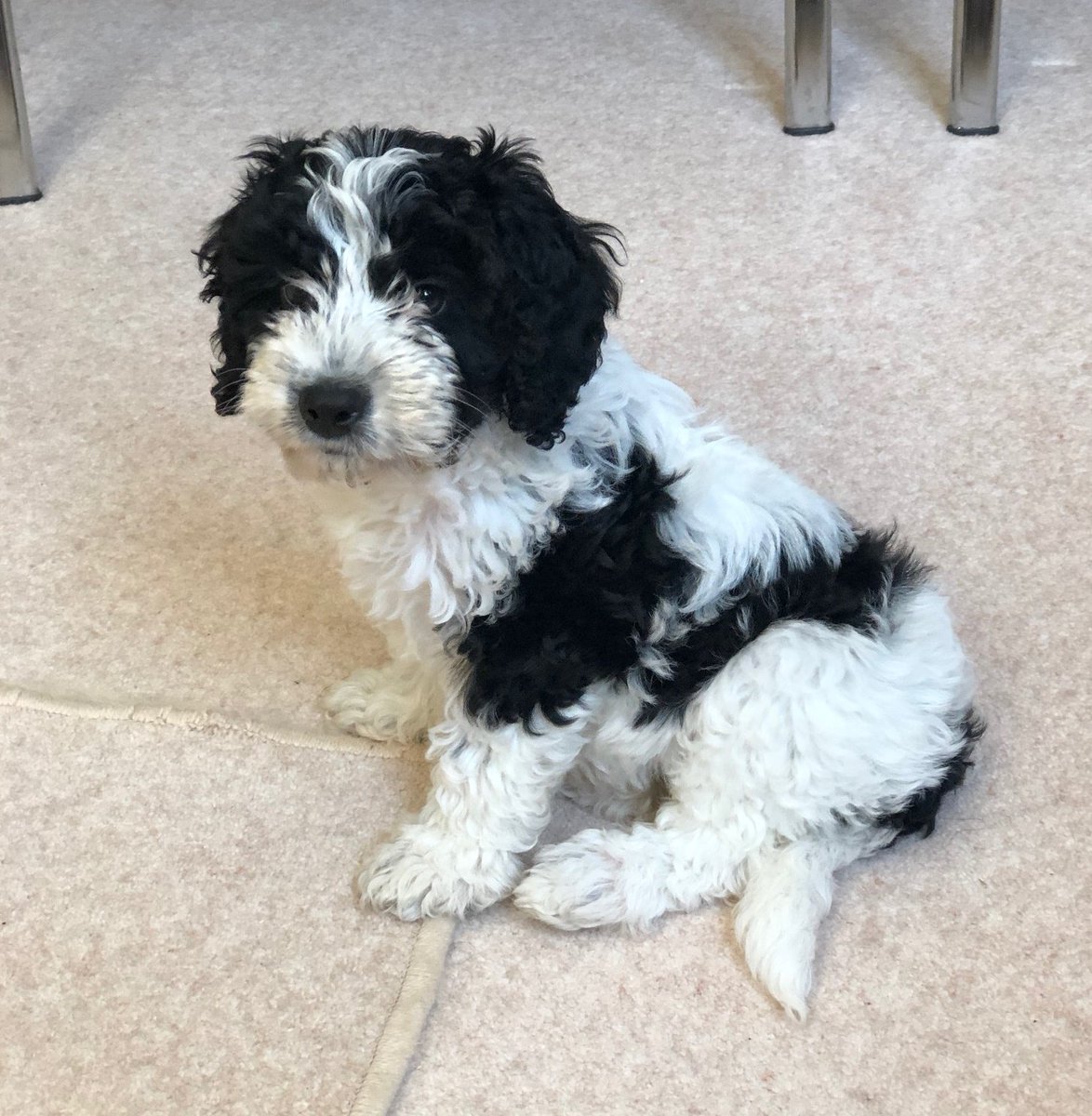dmkuk's tweet photo. Introducing the newest member of the DMK family here at UK headquarters!
It is fair to say that she has won over everyone's hearts ...
#DMKfamily #DMKdog #DMKskin #DMKskinco #iloveDMK #iheartDMK #ifoundDMK https://t.co/2iHi9xKU3u