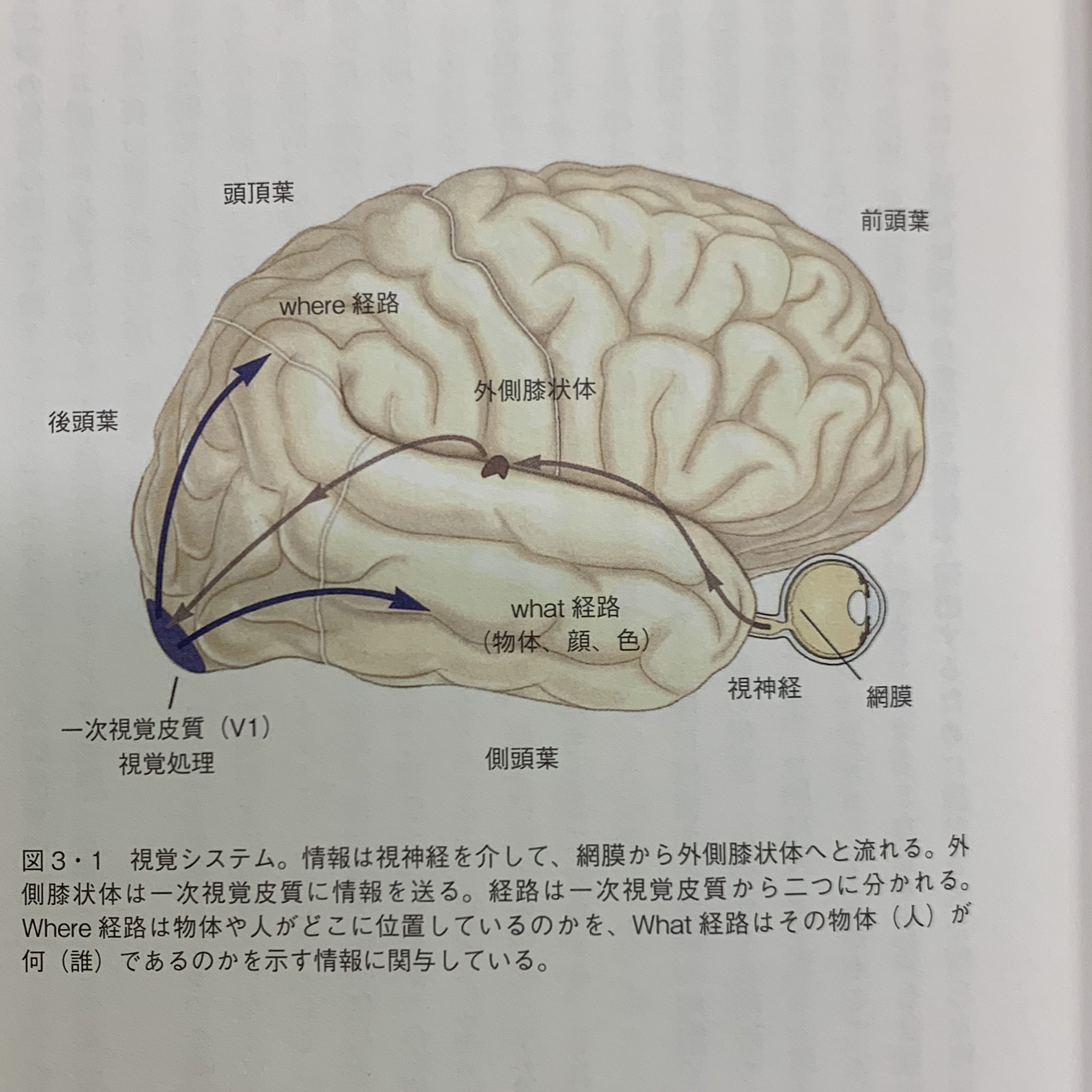 プリティ M On Twitter 大脳皮質内に存在するこれら二つの並行処理ストリームは それぞれ What経路 Where経路 と呼ばれている 目の裏の感光細胞の層 網膜に端を発した反射光は この二つの異なるストリームを走って並行処理される Https T Co