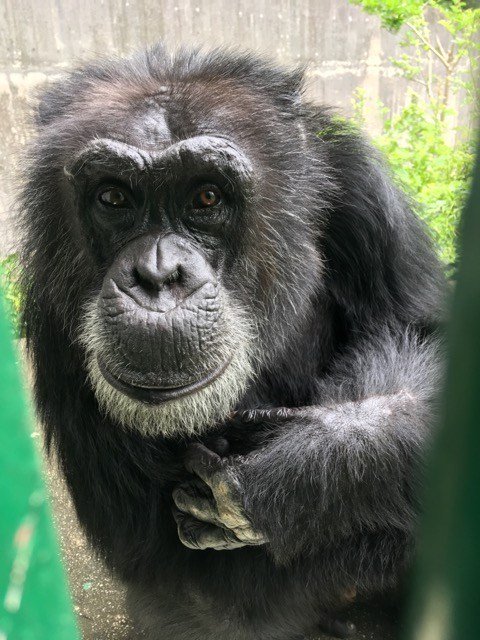 日本モンキーセンター 公式 בטוויטר チンパンジーのジミーは Ac学園のイケメン担当 チンパンジー イケメン 甲子猿 T Co Sqdcokhdlc