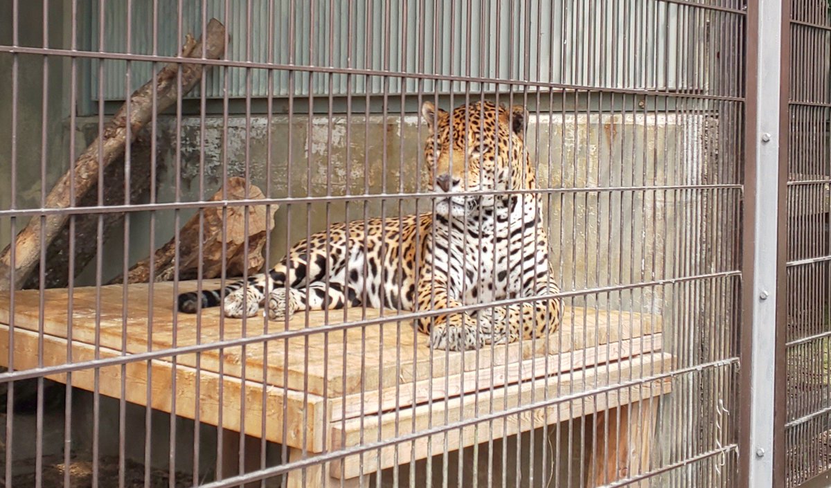百獣ショウ キマイラ V Twitter 東山動植物園にて ジャガーの勇ましい姿に惚れ ジャガーフィギュア買いました 南アメリカ 南米最強ネコ科動物 百獣ショウ キマイラ V Twitter 東山動植物園にて ジャガーの勇ましい姿に惚れ ジャガーフィギュア買いました 南アメリカ 南米最強ネコ科動物