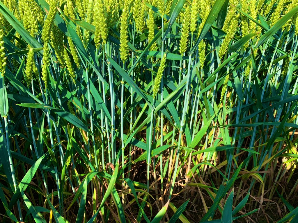 Possibly the best looking plot of 5000 on the trials farm!! 🌾🌱 #Theodore <a href="/DSVUKSEEDS/">DSV United Kingdom</a>