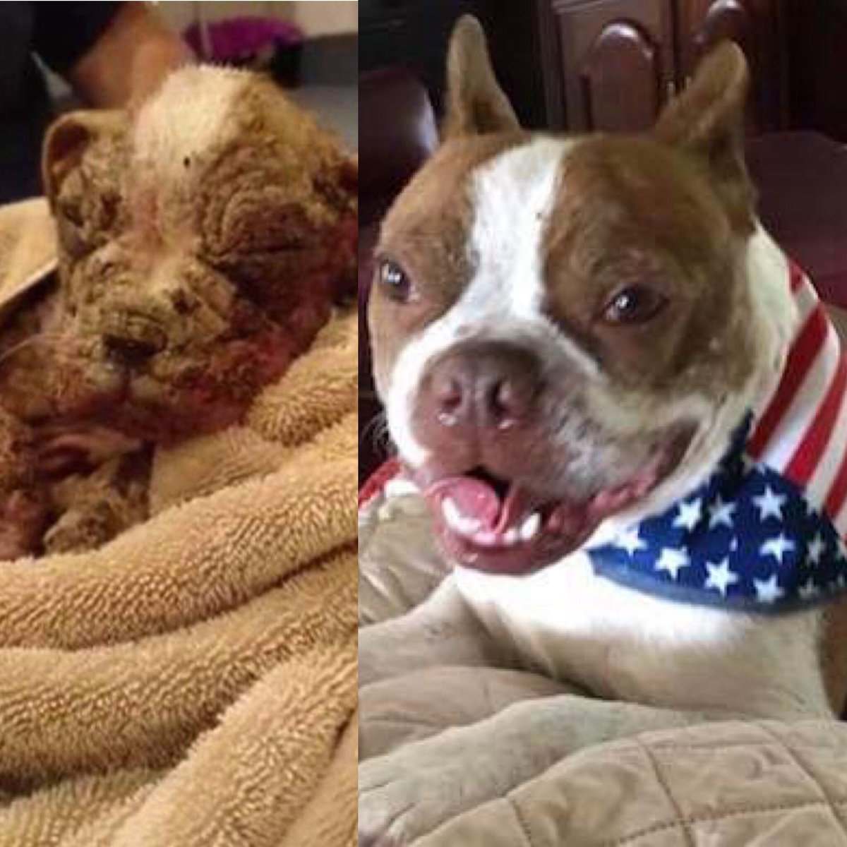Happy Independence Day, everyone be safe ❤️💙🇺🇸 #ThrowbackThursday to 3 years ago when Libre was saved. 💜🐾 #LibreStrong #LibresLaw m.facebook.com/story.php?stor…