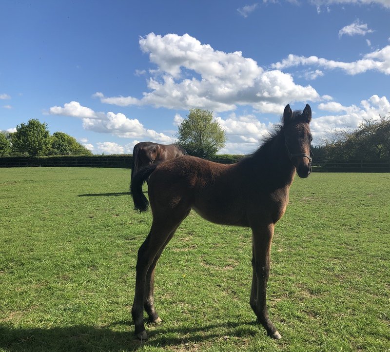 Our fourth <a href="/rpbloodstock/">Racing Post Bloodstock</a> Foal Gallery finalist for June is a Night Of Thunder filly out of Tiger Hill mare Venus Marina 📷🐴 Submitted by Lily Ayers 💪💥 Like or retweet to vote for this image as your monthly favourite! #foalfriday #vitaledge