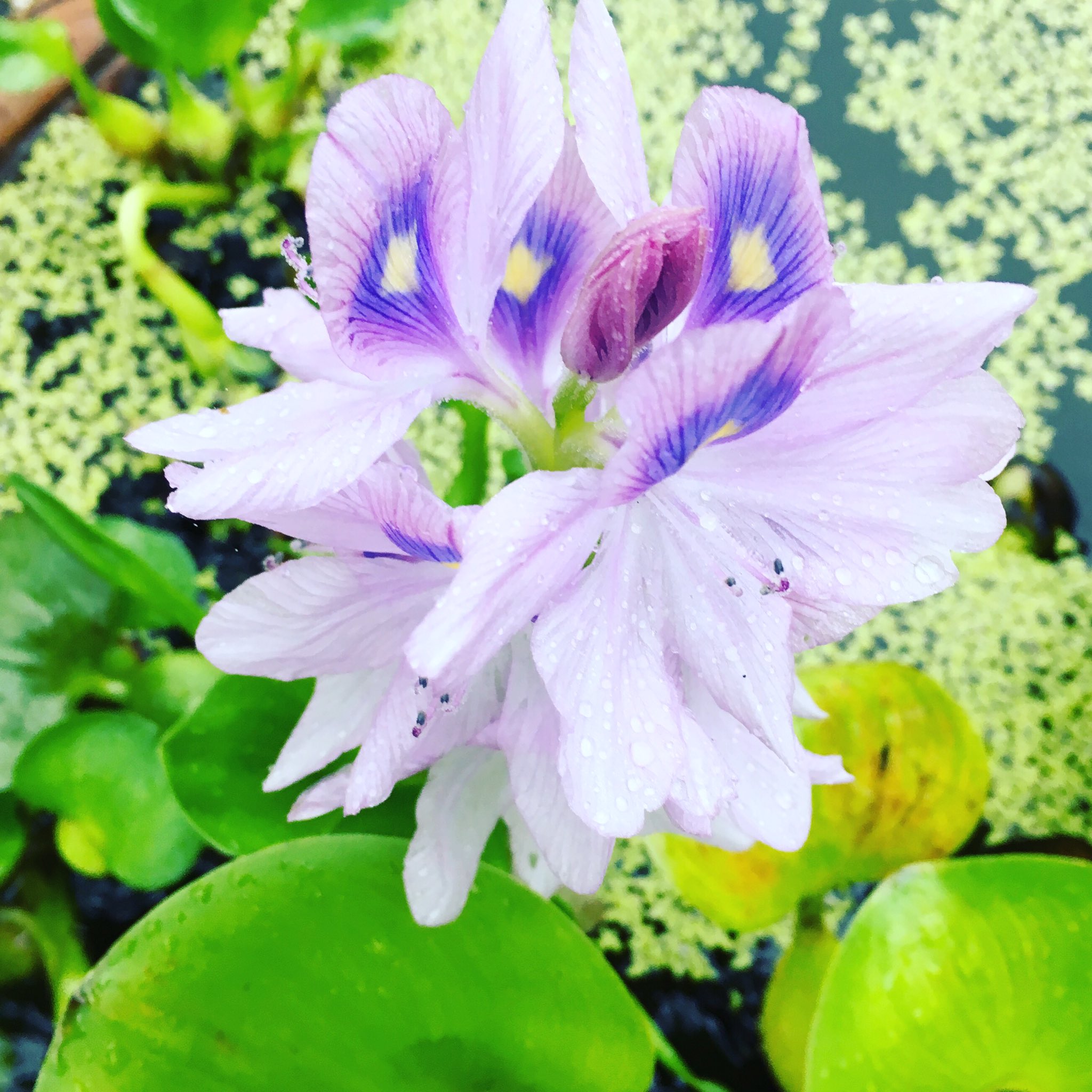 池ポチャ野郎 水草の花 ホテイアオイ 布袋葵 布袋草 花 フラワー 水草 水性植物 青い悪魔 水質浄化 ウォーターヒヤシンス T Co Fzrepptzkx Twitter
