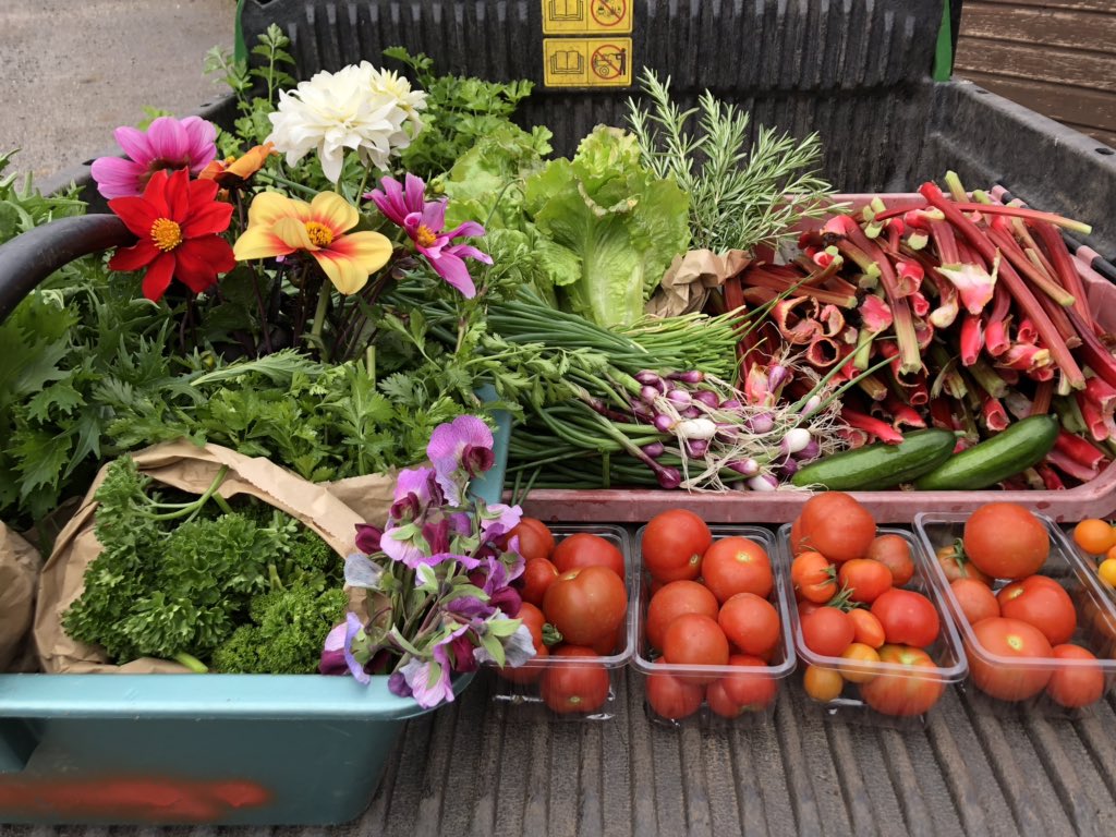 MS_gardens's tweet photo. A selection of fruit and veg picked this morning from the Kitchen Garden and taken for use in Bute Kitchen where you will find some tasty offerings. #GrowYourOwn #fruit #Vegetable #gardenphotography #gardeners #kitchengarden #summergardendays https://t.co/huKuu1tazo