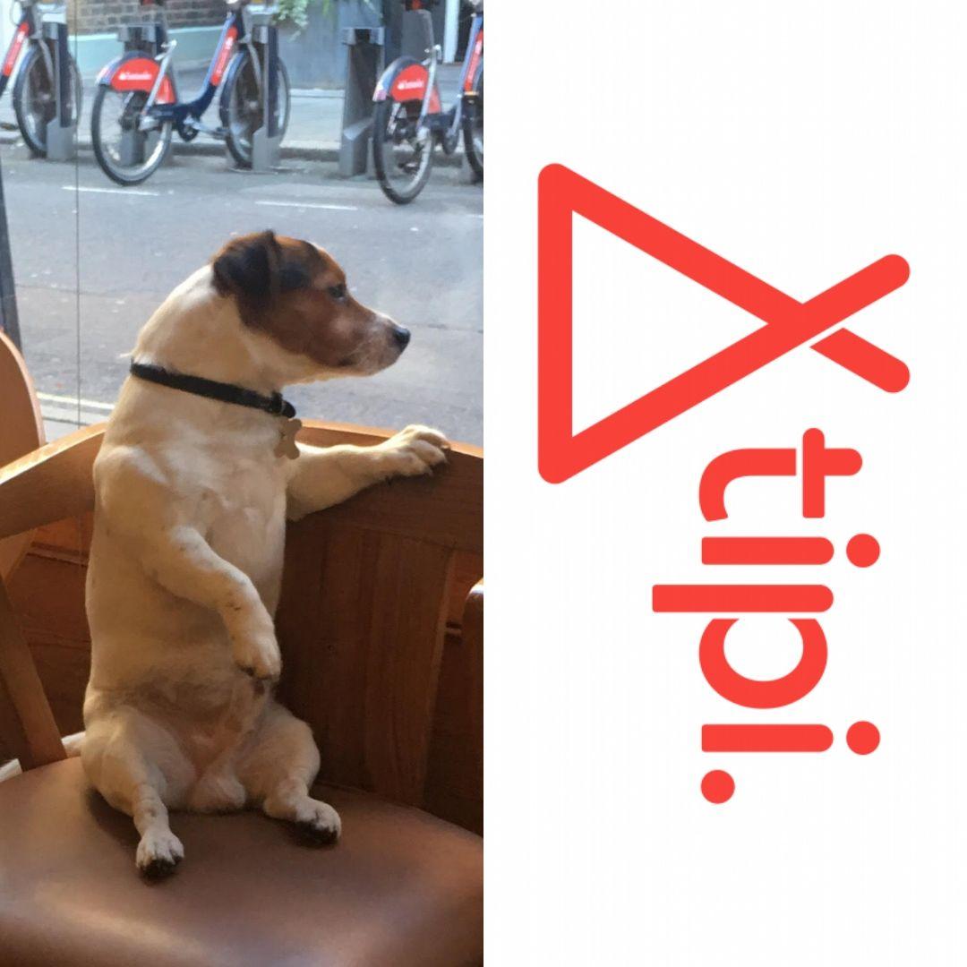 models_direct's tweet image. Good Luck to Bapou the dog on his paid casting with TIPI Wembley today. #petmodelling #assignments #paidcastings