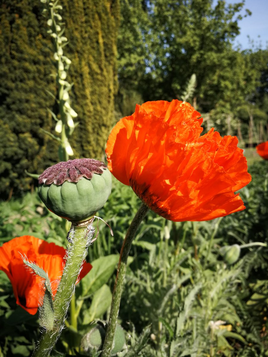 WendelavanBeek's tweet image. En dan ontvang ik een apje van één van mijn klanten (middelbaar scholier):
&apos;Lieve Wendela, het is gelukt! Ik ben over!! Zonder onvoldoendes! Mede dankzij jou! Heel erg bedankt voor alle hulp en ondersteuning 😊!&apos;

#rustinmijnhoofd #jongeren #presteren #zelfvertrouwen #groeien