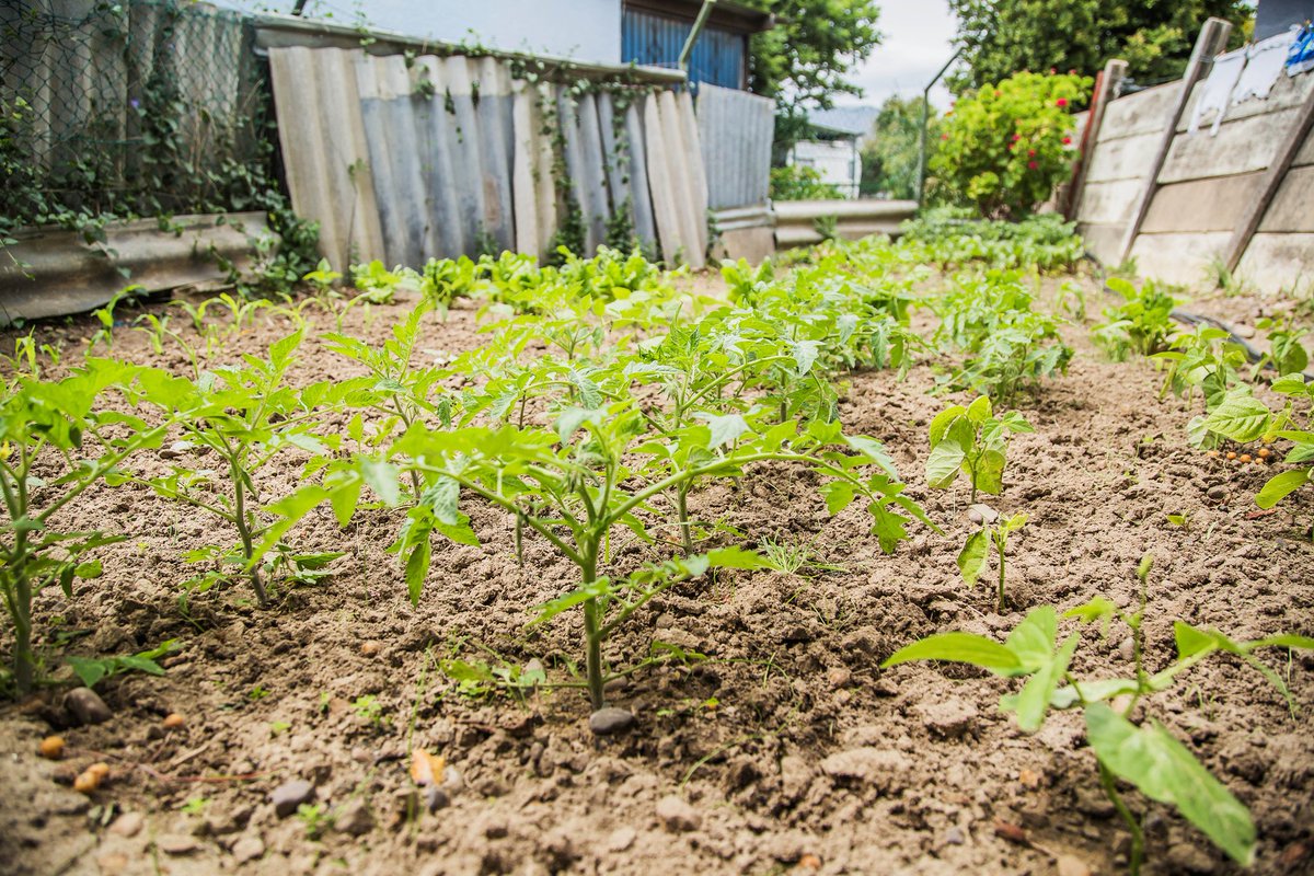 Qhubeka's tweet photo. NewBikeDay funded by @CyclingAfrica

🚲 27
📍 Malmesbury, Western Cape

👨🏾‍🌾➡️🌱➡️🥕🥬🌶➡️🚲

Adult employment programme with Great Commission Network where beneficiaries earn a @Qhubeka bicycle by committing to run urban food gardens with quality produce. https://t.co/9N9NF5122X