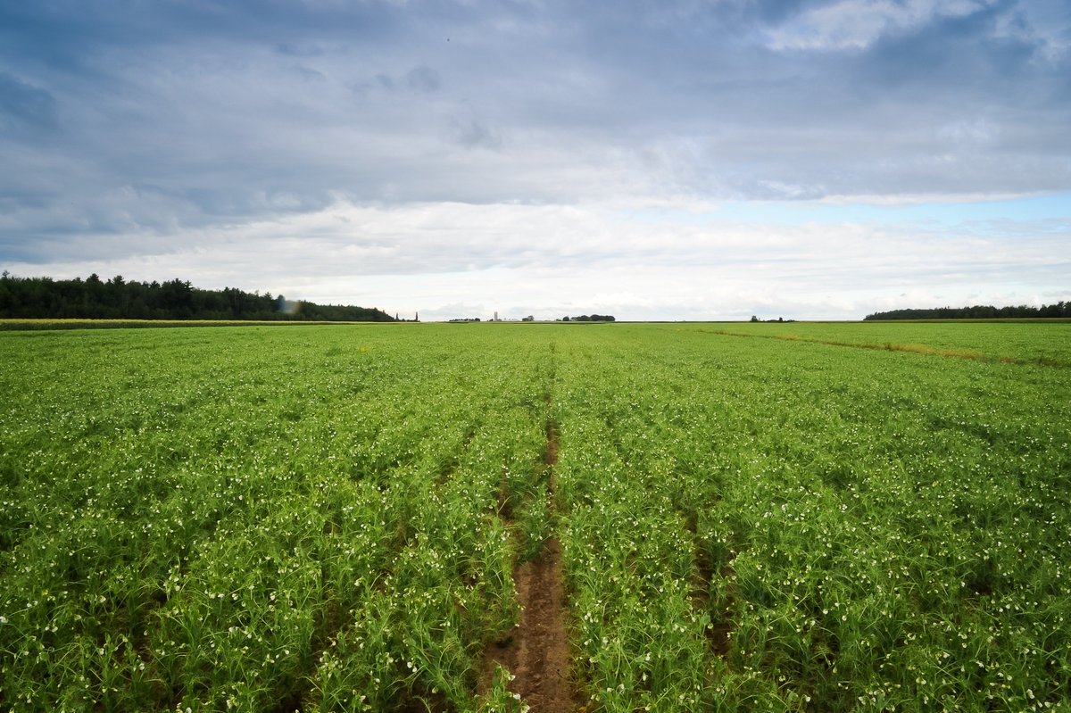 Les #champs de #pois du #Québec sont beaux! 😍 Les #récoltes débuteront sous peu.