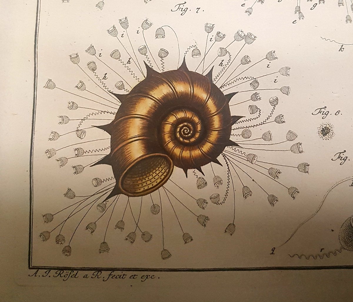 jordan_library's tweet image. We are #bugginout for the July challenge sponsored by @SutroLibrary [De natuurlyke historie der inspected 1764-1768]