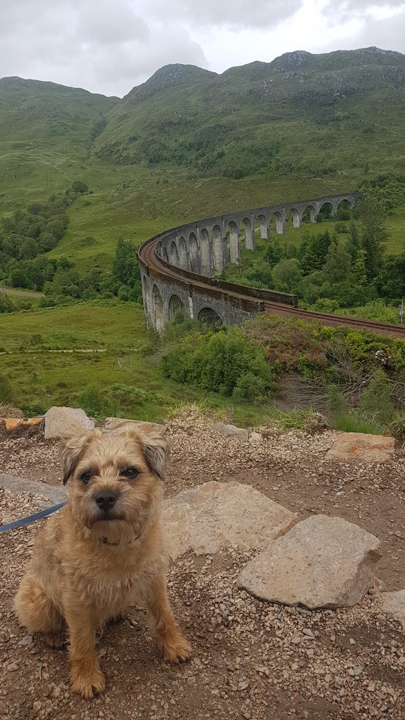 I didn't see Harry Potter ⚡ but I did see his viaduct #GlenfinnanViaduct