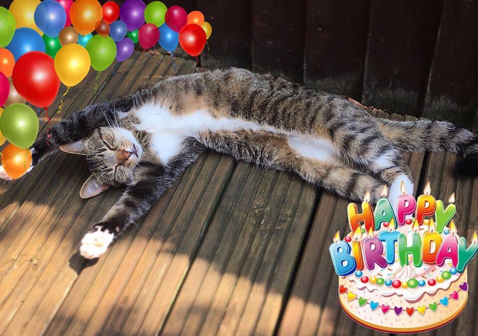 katiegreenlife's tweet photo. 6 TODAY! Happy Birthday to my beautiful first born fur baby George! 💙 https://t.co/x6OwceB9RU