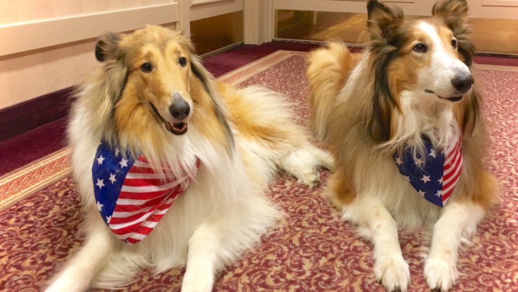 TedSlupik's tweet photo. @WKCDOGS @mikeburk Rosebud and Brody https://t.co/eq2naOrNdo