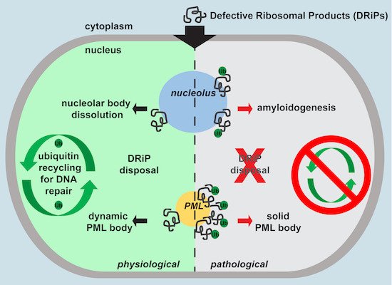 embojournal's tweet photo. Serena Carra @UNIMORE_univ and coworkers identify #nucleoli and PML bodies as overflow compartments for #aggregation-prone #DRiPs, whose defective clearance impairs nuclear condensate dynamics and immobilizes #ubiquitin
https://t.co/SnaBNv98iV https://t.co/tIdvxB3qGC