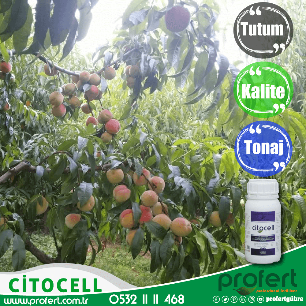 Profertgubre's tweet photo. Şeftalide #citocell kullananlar ürününde,
Tutum, Kalite ve Tonaj alır.
🌍https://t.co/OtLd7GjyRf 📲0532 11 11 468
#profert #profertgübre #profertfertilizer #şeftali #perşembe #fertilizers #gübre #toprak #çiftçi #agriculture #bursa #agro #bitkibesleme #plant https://t.co/h5xYi8cZXt