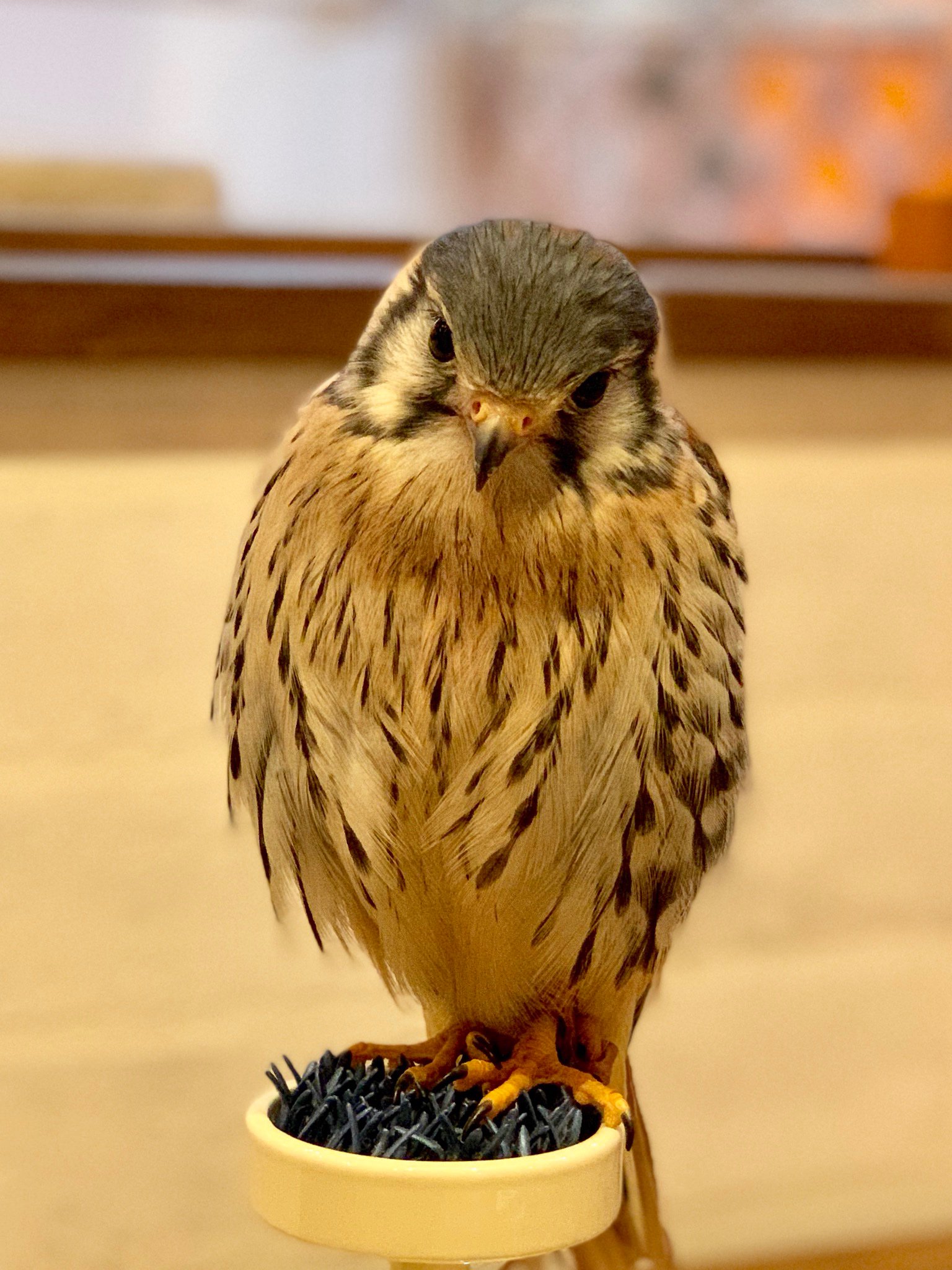 鳥のいるカフェ谷中本店 No Twitter アメリカチョウゲンボウ本日お迎えが決まりました 人気のチョウゲンボウあとオスとメス1羽づつです お迎えご検討中の方はお早めにっ お問い合わせお待ちしております 鳥のいるカフェ アメリカチョウゲンボウ フクロウ