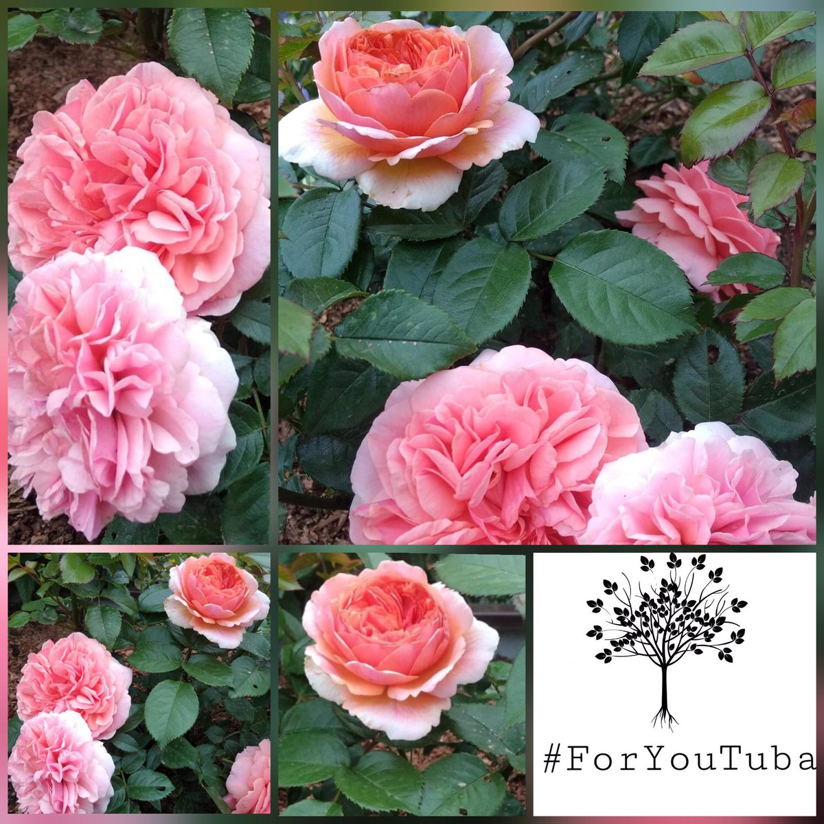 Nataly_564's tweet photo. This was raised by my friend from Siberia.  Roses Chip and Dale. 🌹🌹🌹#ForYouTuba #TubaBüyüküstün Fron Russia with Love! 💖💖💖 https://t.co/xWHErksgc3